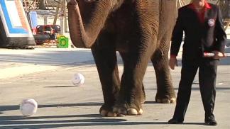 Elephant Plays Some Ball at Miami Marlins' Ballpark
