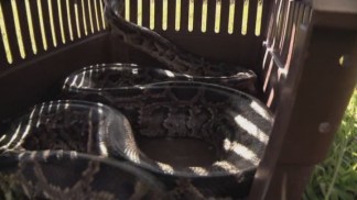 Python Patrol Reveals Everglade's Snake Problem