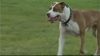 Protesters Rally Against Proposed Pit Bull Ban in Broward