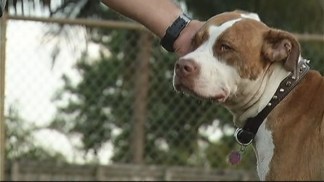 Broward County Commissioner Barbara Sharief: Common Sense Solution Needed for Pit Bulls
