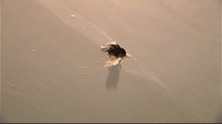 Mold Rampant at Little Havana Tower Complex