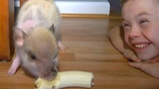 Pig Is Part of Coral Springs Family Despite City Livestock Ban