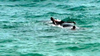 NOAA to Look Into Report of Swimmer Getting on Whale that Died