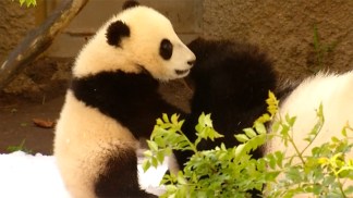 Panda Cub Plays in Snow