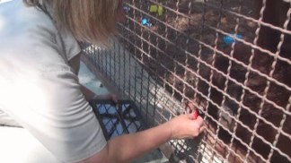 Orangutans at Jungle Island Use iPads