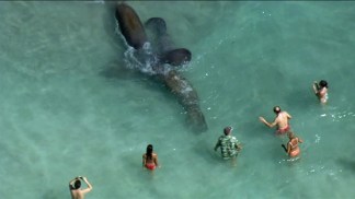 Manatees Gone Wild! Sea Cows Put on a Show in Hallandale
