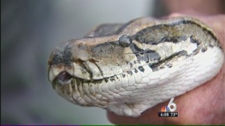Python Hunt Winds Down in Florida Everglades