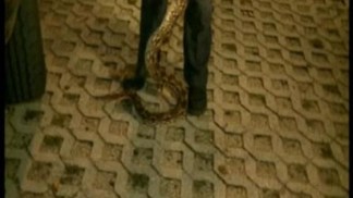 Snake Found in Miami-Dade