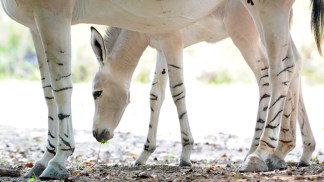 First Birth of Baby Somali Wild Ass at Zoo Miami