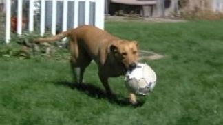 Dog Triggers Home Invasion Scare