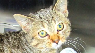 Household Pets Can Predict the Weather