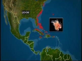 Deadly Lionfish Invasion in South Florida