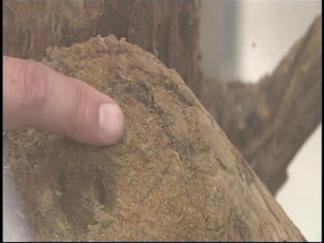 Termites Attack SoFla Homes