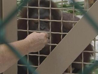 Chunky Monkey for Twin Orangutans on the Move