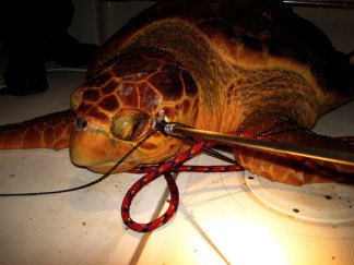 Speared Turtle Recovers in Keys