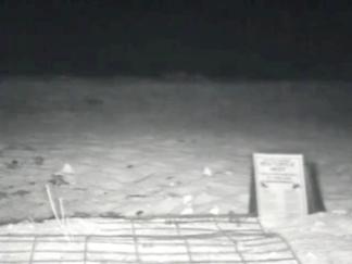Webcam Records Loggerhead Turtles Hatching