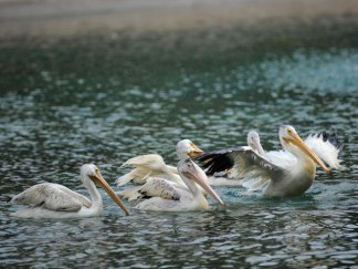 Rescued Gulf Pelicans Find Home in Chicago