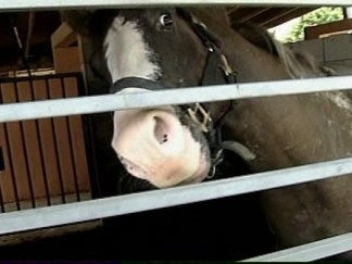 Miami Horses on the Chopping Block
