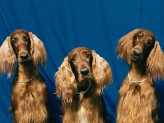 Notorious Puppy Mill Pet Store Bankrupt