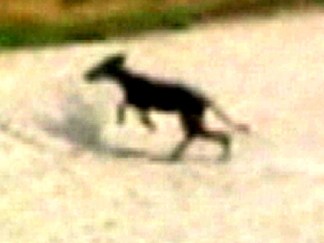 Mysterious Creature Prowls Oklahoma