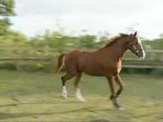 Rescued Horse Shoots for Hollywood