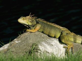 Save Florida, Eat an Iguana