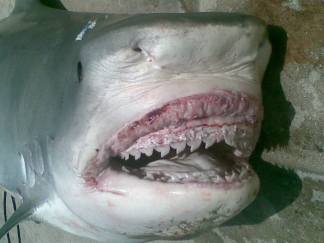 Extremely Graphic Pics: Man-Eating Shark Caught