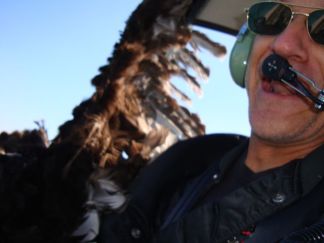When Buzzards Attack