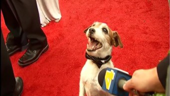 Candid Moments at the Golden Globes