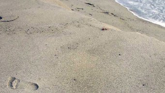 Broward Warns Swimmers About 4 Beaches