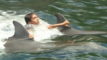 Cancer Survivors and Patients Swim With Dolphins