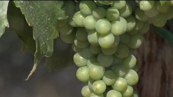 Climate Change Could Hurt Winemaking, Wildlife