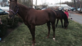 History Awaits in the Kentucky Derby