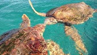 FWC Rescues Manatee With Red Tide
