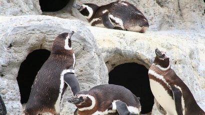 Who knew that a gay penguin could trade his affection from stags to hags?