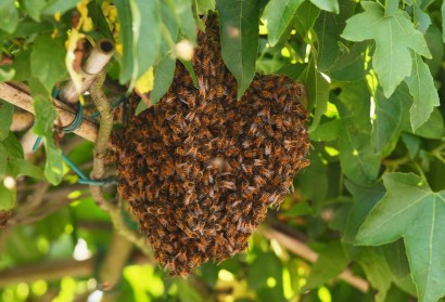 A man died of a heart attack after he disturbed a beehive, according to Miami-Dade Police.