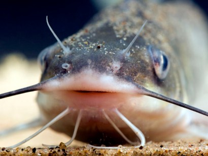 This catfish can help keep a swimming pool clean.