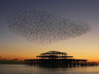 Starlings have grown from a North American population of 100 just over a century ago to more than 200 million.