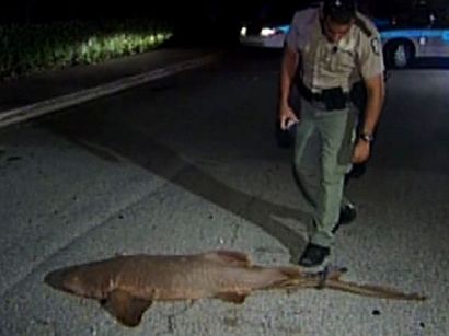 We thought everyone dragged dead sharks through the streets.