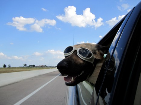 Something to Bark About