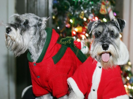 Happy Howli-day
