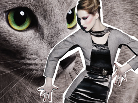 The Cat’s Meow