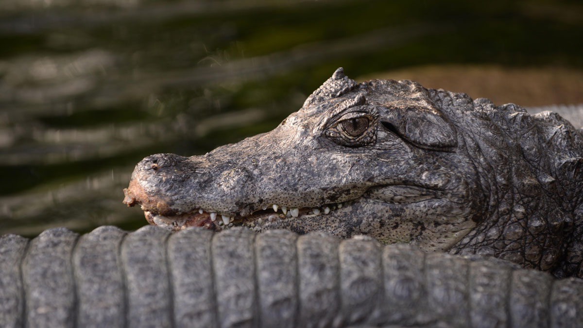 Gator Found Eating Corpse in Southwest Ranches