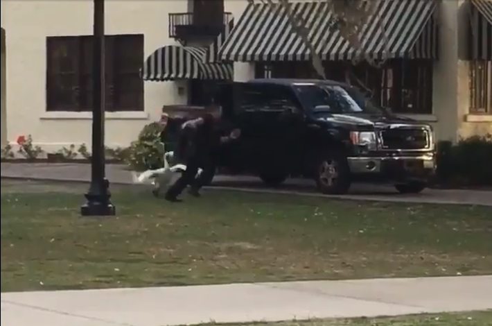 Swan Chases Florida Police Officer