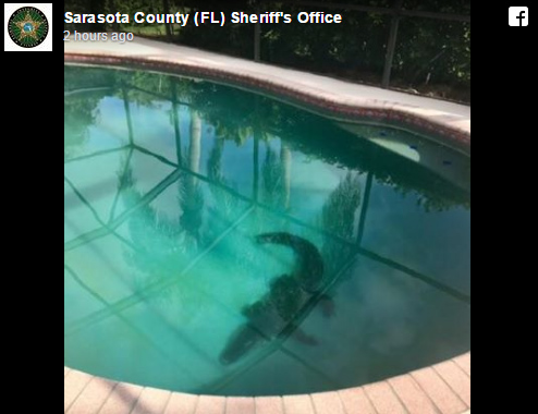 Florida Alligator Found In Swimming Pool