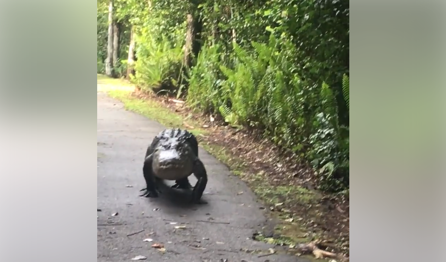 Giant Alligator Strolls Down Tamiami Trail