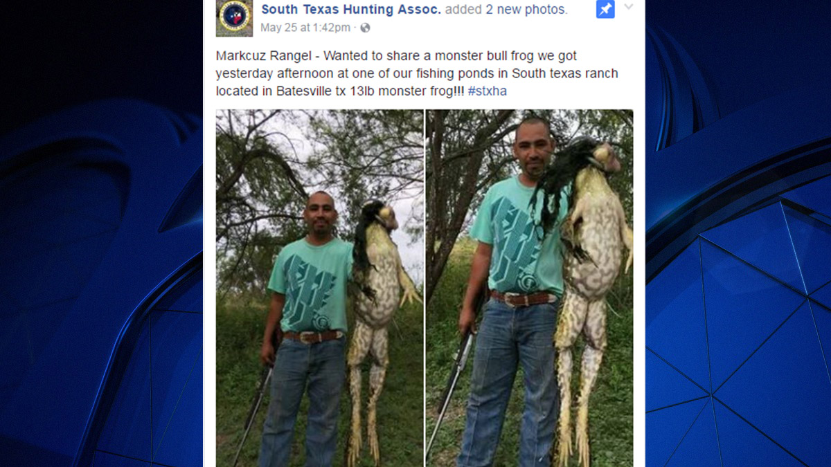 Viral Photo Of Giant Bullfrog: Real Or Fake?