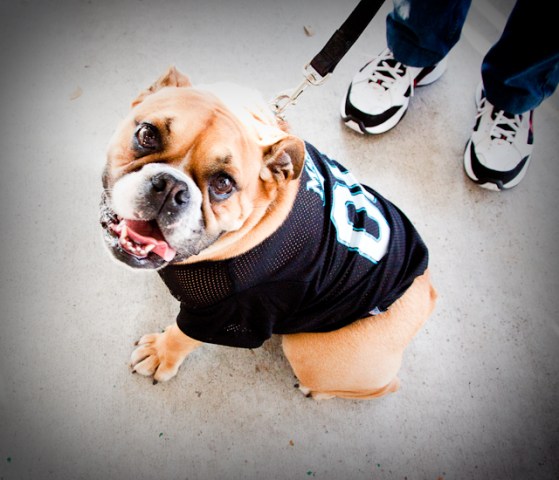 Woof-le Ball: Marlins Game Goes to the Dogs