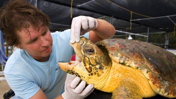 Sick Turtle