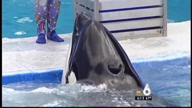 [MI] Feds Seek Public Comment on Endangered Listing for Miami Seaquarium Killer Whale Lolita